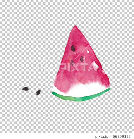 手描き水彩イラスト　スイカと種 66599332