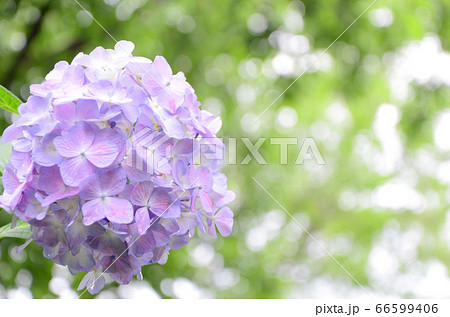 紫陽花　鶴見緑地公園（大阪）にて 66599406