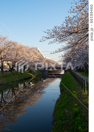 3月 桜 春 埼玉県草加市 3月 桜 春 埼玉県草加市 66599460