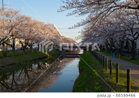 3月 桜 春 埼玉県草加市 3月 桜 春 埼玉県草加市 66599466