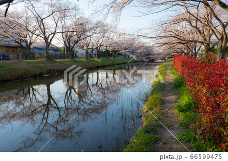3月 桜 春 埼玉県草加市 3月 桜 春 埼玉県草加市 66599475