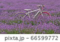 ラベンダー ハヌイラベンダーパーム 66599772