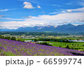 富良野 ラベンダー 北海道 66599774