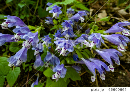 羅生門蔓 らしょうもんかずら シソ科 多年草 花言葉は幸せを招く 紫 花 春 昼間 横の写真素材