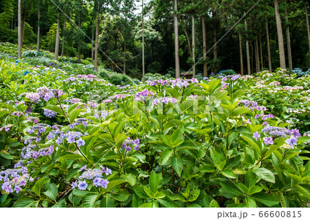 福岡県久留米市にあるあじさい寺千光寺 梅雨初夏に咲く花アジサイの写真素材