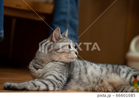 くつろぐ猫　　生活感　　サバトラ猫 66601085