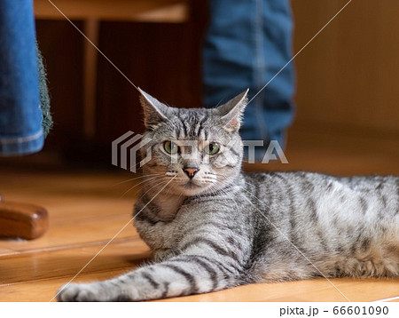 くつろぐ猫　　生活感　　サバトラ猫 66601090