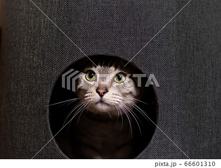 キャットタワーに入った猫　　　サバトラ猫 66601310