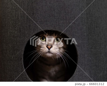 キャットタワーに入った猫　　　サバトラ猫 66601312