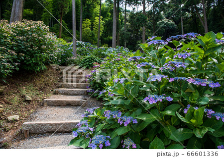 福岡県久留米市にあるあじさい寺千光寺、梅雨初夏に咲く花アジサイ 66601336