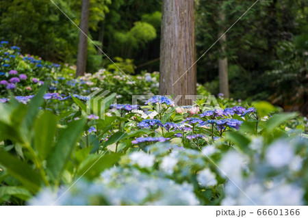 福岡県久留米市にあるあじさい寺千光寺、梅雨初夏に咲く花アジサイ 66601366