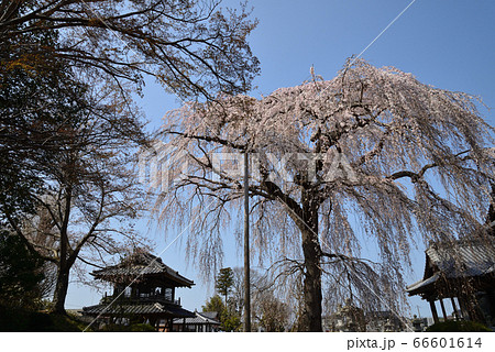 阿弥陀寺のしだれ桜 #26 阿弥陀寺のしだれ桜 #26 66601614
