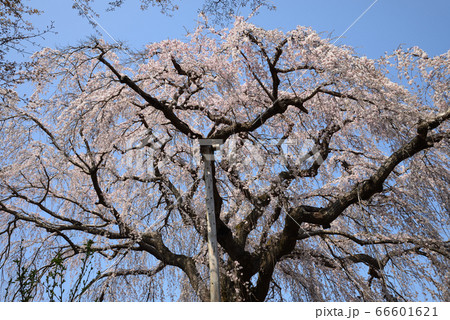 阿弥陀寺のしだれ桜 #23 阿弥陀寺のしだれ桜 #23 66601621