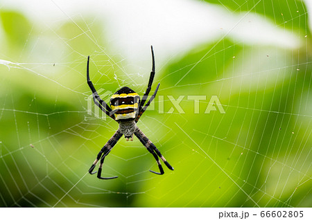 クモ 蜘蛛 の画像素材 ピクスタ