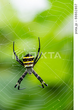 コガネグモ コガネグモ 66602807