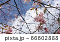 さくら　桜　春　広告　素材　三重県　クマノザクラ　晴れ　季節　日本　旅行　SNS　カメラ　つぼみ　 66602888
