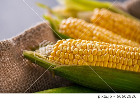 Corn cobs on burlap sack. 66602926