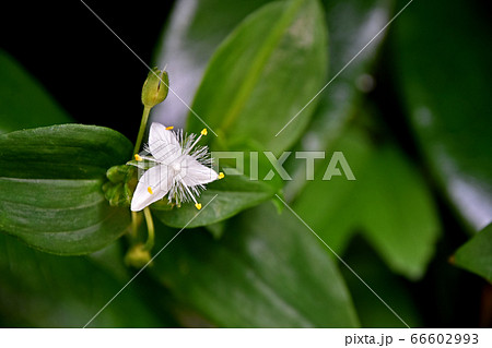 ノハカタカラクサ（野博多唐草） 66602993