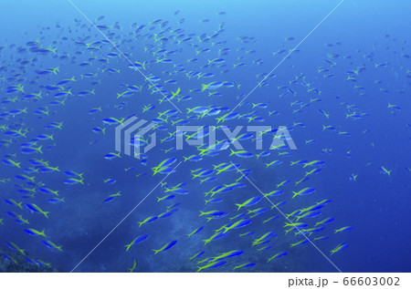 ウメイロモドキの群れ⑵　小笠原諸島　父島 66603002