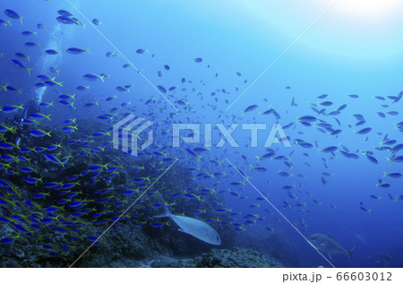 ウメイロモドキの群れ⑸ 小笠原諸島 父島 ウメイロモドキの群れ⑸ 小笠原諸島 父島 66603012