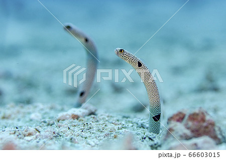 チンアナゴ 沖縄 水納島 チンアナゴ 沖縄 水納島 66603015