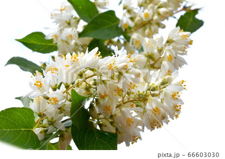 雄しべの花糸バンザイ 満開の姫空木 ヒメウツギ かわいい白い小花 花樹木イメージ素材の写真素材