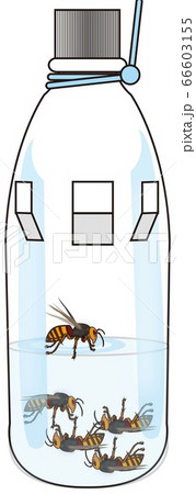 スズメバチ 66603155