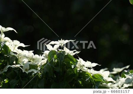 初夏の日射しに照らされるヤマボウシの花（総苞） 66603157