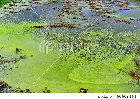 アオコの描く水田の芸術 66603161