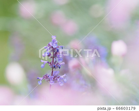 かわいいハーブ キャットミントの花の写真素材