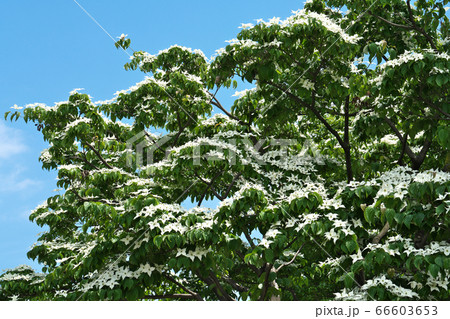 雪が積もったように群れ咲くヤマボウシの花（総苞） 66603653