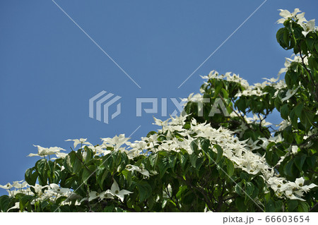 満開のヤマボウシの花(総苞) 満開のヤマボウシの花(総苞) 66603654
