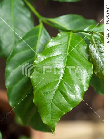 コーヒーノキ リサ・アラビカ コーヒーノキ リサ・アラビカ 66603687