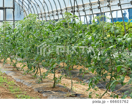 トマトのハウス栽培 66603762