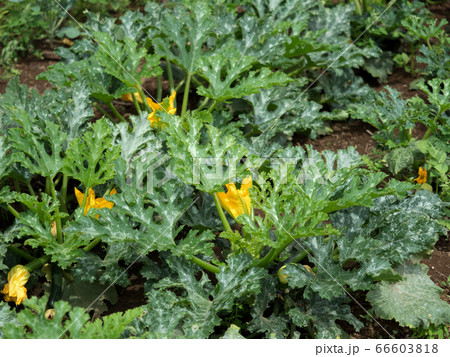 ズッキーニ畑 ズッキーニ畑 66603818
