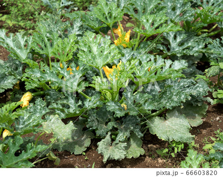 ズッキーニ畑 ズッキーニ畑 66603820