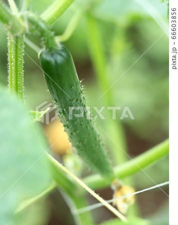 キュウリ畑 66603856