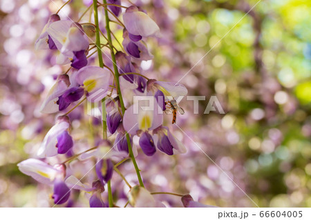 百毫寺の藤の花 百毫寺の藤の花 66604005