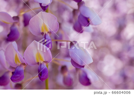 百毫寺の藤の花 66604006