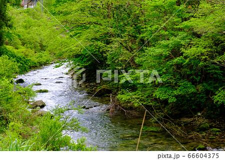 富山・新緑の利賀川 66604375
