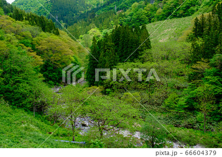 富山・新緑の利賀川 66604379