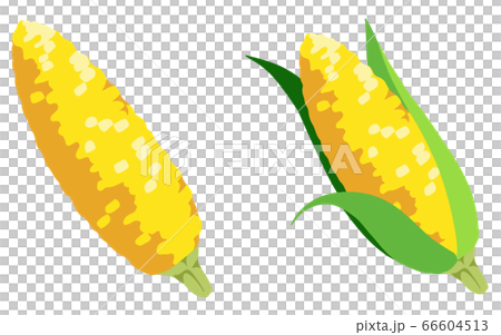 corn  66604513