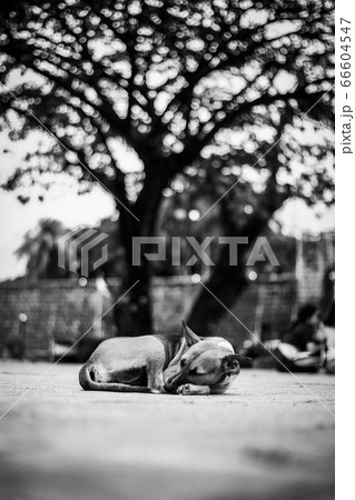 フィリピンの野良犬 66604547