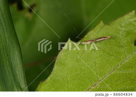 生き物 昆虫 イトカメムシ、体長は六ミリほどですがとにかく細い。特に脚は糸そのもの 生き物 昆虫 イトカメムシ、体長は六ミリほどですがとにかく細い。特に脚は糸そのもの 66604834
