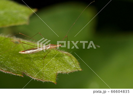 生き物　昆虫　イトカメムシ、一応ダイズの害虫に数えられていますが。被害は大したことはないようです 66604835