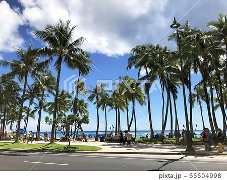 Palm trees along Kalakaua Ave in Waikiki, Hawaii Palm trees along Kalakaua Ave in Waikiki, Hawaii 66604998