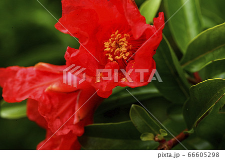 真っ赤なザクロの花 66605298