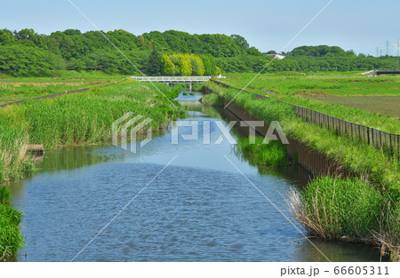 見沼田圃:加田屋川 見沼田圃:加田屋川 66605311