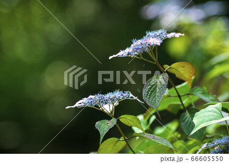 木陰の紫陽花 66605550