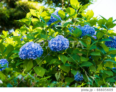 紫陽花 紫陽花 66605609